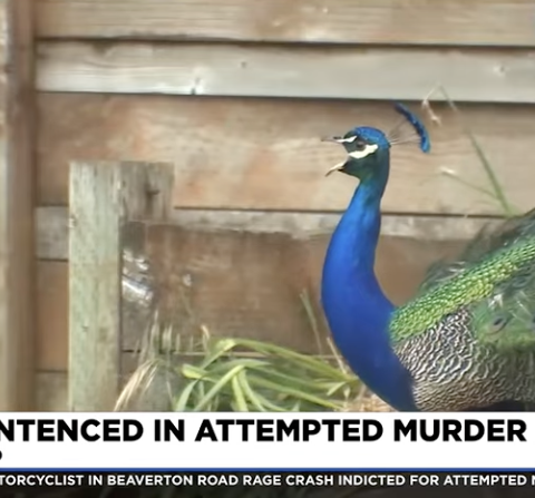 peacock in Portland neighborhood